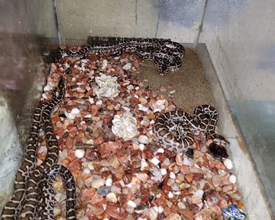 Stephen Johnson baby sits 22 Rock Python eggs - 17 hatch successfully. Stephen Johnson baby sits 22 Rock Python eggs - 17 hatch successfully.