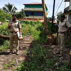 Action after tree was cut Action after tree was cut